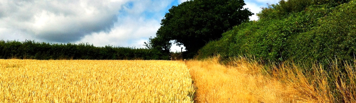Header Image